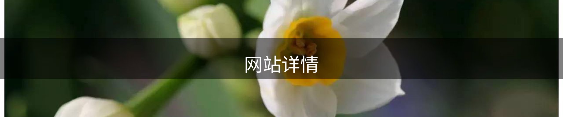 网站详情